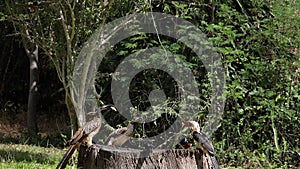 Birds at the Feeder, Superb Starling, Von der Decken's Hornbill, African Grey Hornbill, Group in flight, Tsavo Park in Kenya,