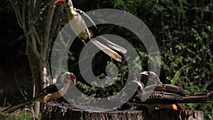 Birds at the Feeder, Von der Decken`s Hornbill, African Grey Hornbill, Red-billed Hornbill, Group in flight, Tsavo Park in Kenya,