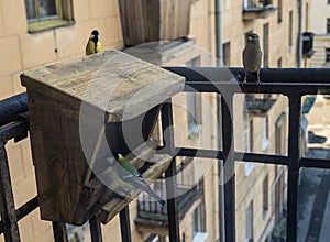 birds feeders city building day