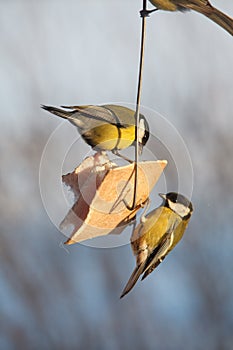 Birds feeding