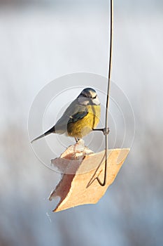 Birds feeding