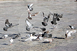 Birds Feeding