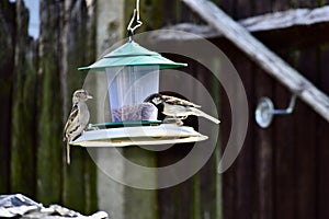 Birds feeding from a bird feeder