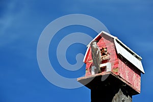Birds feeding at a Birdhouse