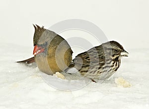 Birds Feeding in Snow-storm