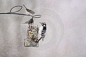 Birds feeding on suet cake in winter