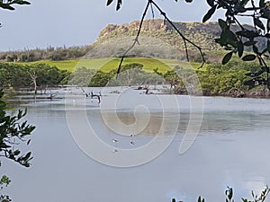 Birds Feeding in Water. Birdwatching.