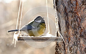 Birds feeding in winter