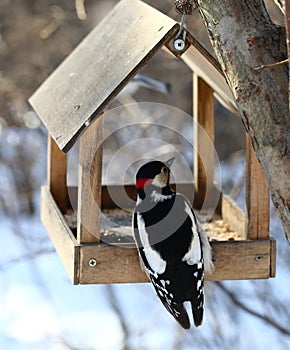 Birds feeding in winter