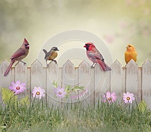 Birds on the Fence photo