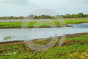 Birds in a field in the countryside of Sri Lanka.