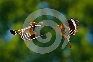 Birds fight fly, Hoopoe, Upupa epops, nice orange bird with in the green forest habitat, Bulgaria. Beautiful bird in the nature,