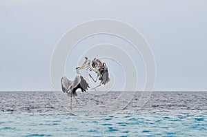 Birds fight in midair