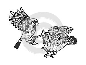 birds fight warm sketch vector illustration