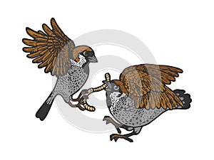 birds fight warm sketch vector illustration