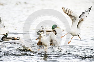 Birds fighting for food in water