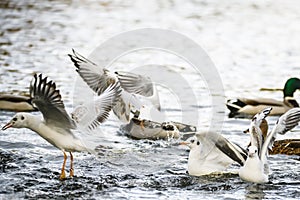 Birds fighting for food in water