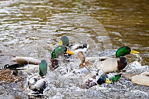 Birds fighting for food in water