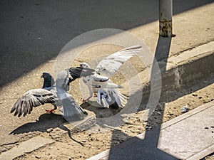 Birds fighting over food on the street. general plan