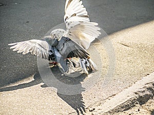 Birds fighting over food on the street. general plan
