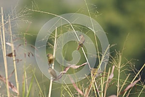 Birds of Finch Species perching on the Grass Stems