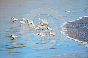 Birds fishing at El Espino beach photo