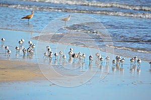 Birds fishing, Playa El Espino photo