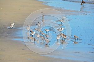 Birds fishing at Playa El Espino photo