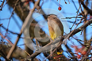 Birds of the Fletcher Gardens, Ottawa