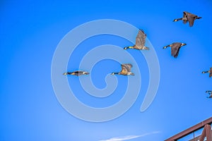 Birds in flight against vivid sky in Daybreak Utah