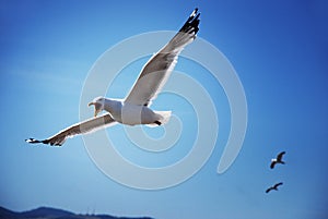 Birds in flight. Beautiful landscape with a flying seagull