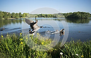 Birds In Flight At Beautiful Manvers Lake