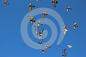 Birds in Flight photo