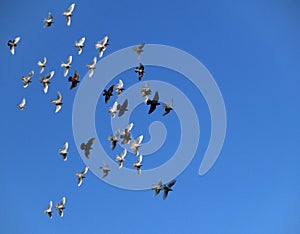 Birds flight on blue sky