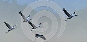 Birds in flight. Common Crane, Grus grus or Grus Communis.