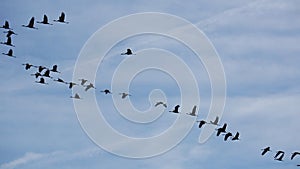 Birds in flight. Flock of cranes returning from warm lands in blue spring sky