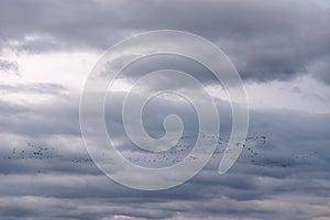 Birds in flight formation making their annual seasonal migration against gray autumn sky