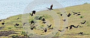 Birds in flight at Grapevine lake Texas showing blur.