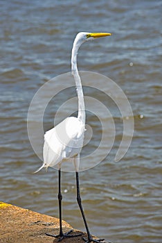 Birds in flight, great white egret, in the Port,