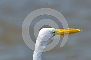 Birds in flight, great white egret, in the Port,