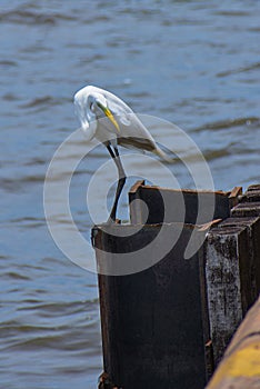 Birds in flight, great white egret, in the Port,