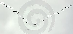 Birds Flight Migration photo