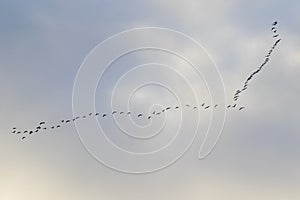 Birds flight in the sky, background