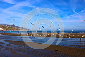 Birds in flight with White and brown seagulls standing on the silky brown sands of the beach surrounded by blue ocean water