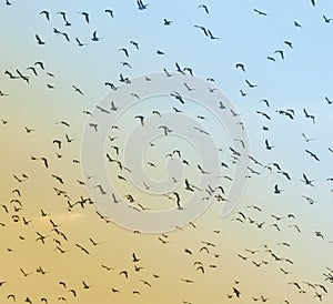 Birds flock, background photo