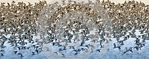 Birds flock, background photo