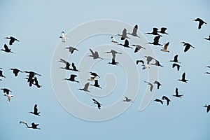 Birds Flock background photo