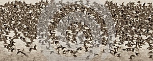 Birds flock, background photo