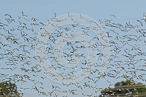 Birds flock, background photo