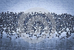 Birds flock, background photo
